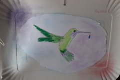 colibrì1